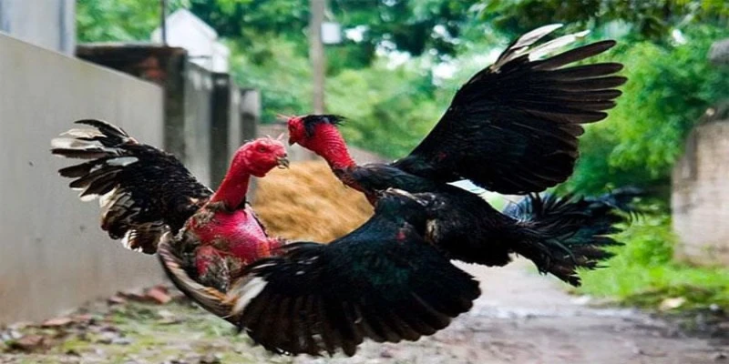 Một số bí quyết đặt cược trong trận đá gà đòn