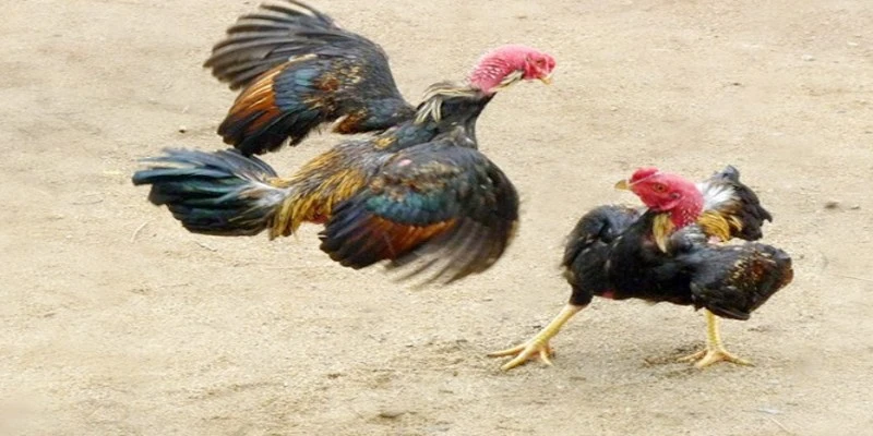 Các thế đá cơ bản trong trận đá gà đòn