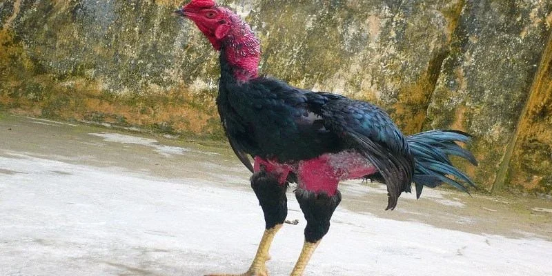 Tìm hiểu về đặc điểm nhận biết của giống gà đòn
